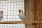 eumo putter man, Dieren en Toebehoren
