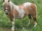 Mooie Shetlander, Dieren en Toebehoren, Pony's, Merrie, Gechipt, 11 jaar of ouder