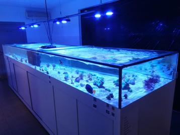 Tropische aquarium 
