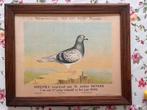 Roeselare: Diploma duivenmaatschappij 1923, Ophalen