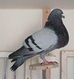 Valenciano kropper, Dieren en Toebehoren, Vogels | Duiven, Kropper