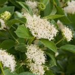 Cornus, Ophalen, Overige soorten, Struik, 100 tot 250 cm