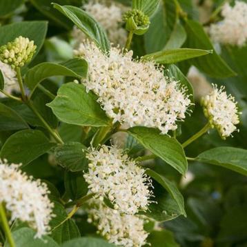 Cornus beschikbaar voor biedingen
