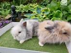 Teddydwergen, Dieren en Toebehoren, Konijnen, Meerdere dieren, Dwerg, 0 tot 2 jaar
