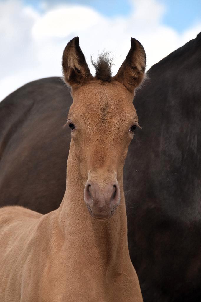 Pouliche PRE isabelo, Dieren en Toebehoren, Paarden, Merrie, Niet van toepassing, 160 tot 165 cm, 0 tot 2 jaar, Dressuurpaard