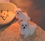 Maltezer, Dieren en Toebehoren, België, Maltezer, CDV (hondenziekte), 8 tot 15 weken