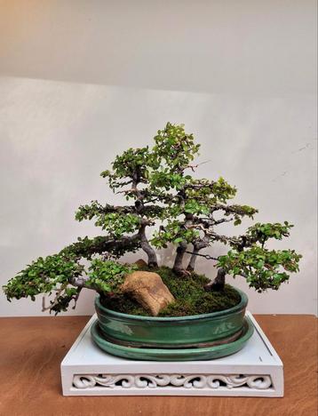 𝗣𝗿𝗮𝗰𝗵𝘁𝗶𝗴𝗲 38j Chinese iep Yose-ue.  Bonsai te koop  beschikbaar voor biedingen