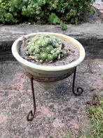 pot met vetplantjes, Plein soleil, Enlèvement, Plante fixe, Été