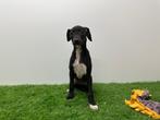 Italiaanse windhondjes pups, België, Overige rassen, 8 tot 15 weken, CDV (hondenziekte)