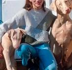 Witte Dobermann, Dieren en Toebehoren, Honden | Bulldogs, Pinschers en Molossers, België, Fokker | Hobbymatig, Overige rassen