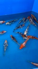 Japanse koi 15-20cm, Dieren en Toebehoren, Vissen | Vijvervissen, Karper of Koi