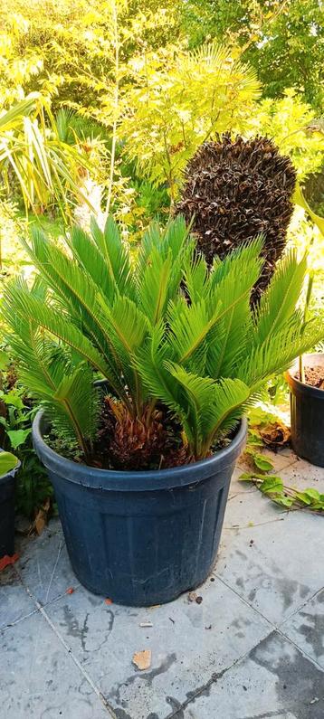 Cycas revoluta palmvaren beschikbaar voor biedingen