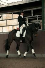 6 jarige merrie just wimphof, Dieren en Toebehoren, Paarden, Merrie, Gechipt, Dressuurpaard, 3 tot 6 jaar