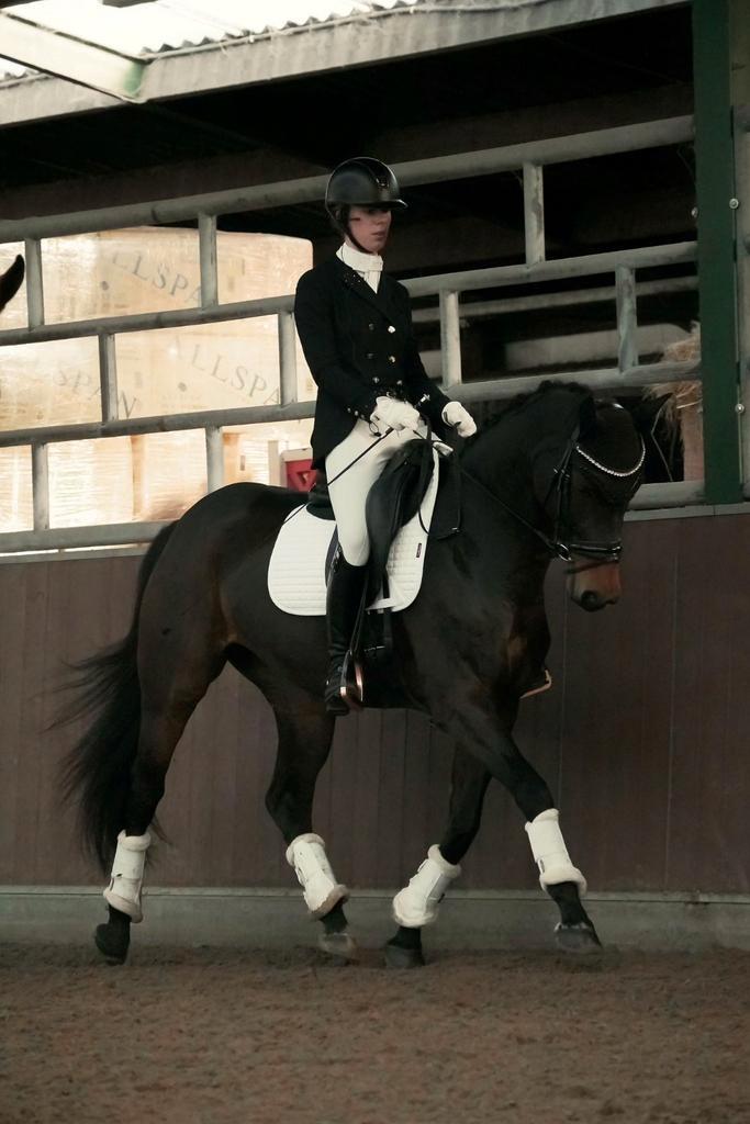 6 jarige merrie just wimphof, Dieren en Toebehoren, Paarden, Merrie, L, 160 tot 165 cm, 3 tot 6 jaar, Dressuurpaard, Met stamboom