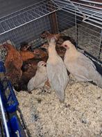 Jonge kipjes .en haantjes ., Dieren en Toebehoren, Pluimvee, Meerdere dieren, Kip