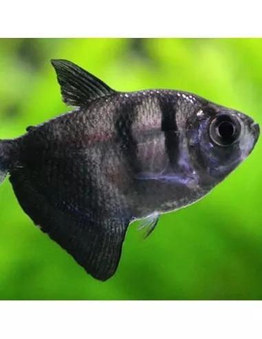Zwart Tetra Locatie Heerlen, Dieren en Toebehoren, Vissen | Aquariumvissen, Zoetwatervis, Vis, Schoolvis