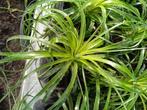 puya, Ophalen, Winter, Volle zon