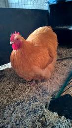 Orpington haan, Dieren en Toebehoren, Pluimvee, Mannelijk, Kip