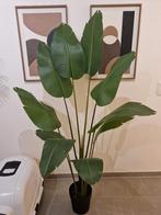 Decoratief neplant (zo goed als nieuw), Huis en Inrichting, Kamerplanten, Ophalen, Volledige schaduw, Overige soorten, 150 tot 200 cm