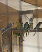 Halsbandparkieten van '24 weg = weg, Dieren en Toebehoren, Vogels | Parkieten en Papegaaien, Meerdere dieren, Parkiet