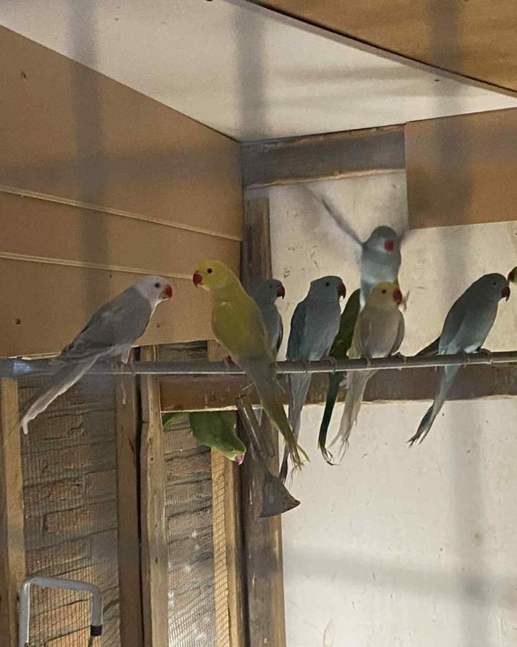 Halsbandparkieten van '24 weg = weg, Dieren en Toebehoren, Vogels | Parkieten en Papegaaien, Parkiet, Meerdere dieren