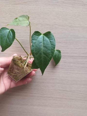 Anthurium crystallinum x magnificum, Huis en Inrichting, Ophalen of Verzenden