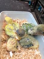 Mix kleuren baby dwergpapegaai, Dieren en Toebehoren, Vogels | Parkieten en Papegaaien