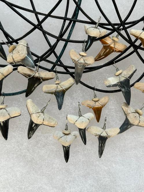 Bone Valley fossiele haaientanden uit Florida, Verzamelen, Mineralen en Fossielen, Fossiel, Verzenden