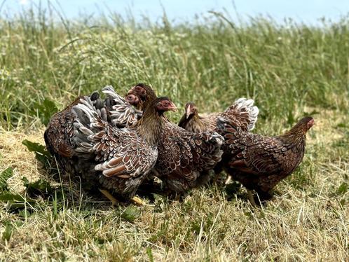 wyandotte kriel kippen Goudblauw gezoomd gesekst + ingeënt, Dieren en Toebehoren, Pluimvee, Kip, Vrouwelijk