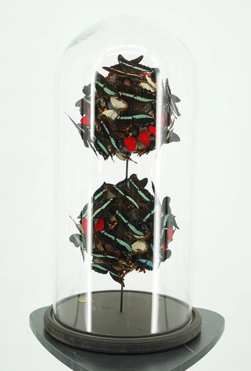 Opgezette Vlinders in antieke stolp - Wildernis Atelier, Verzamelen, Dierenverzamelingen, Nieuw, Opgezet dier, Insect, Ophalen of Verzenden
