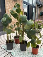 Peperomia plant, Ophalen, Overige soorten, In pot, Minder dan 100 cm