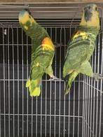 Koppel Geelschouder Blauwvoorhoofd Amazones 2023 en 2024, Meerdere dieren, Papegaai, Geringd