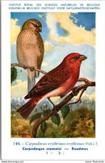 Roodmus – Nº 144 – Antique Belgian Museum History Print, Collections, Cartes postales | Animaux, Envoi, Non affranchie, Oiseaux