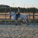 dressage de chevaux et poneys, Mise à l'étable