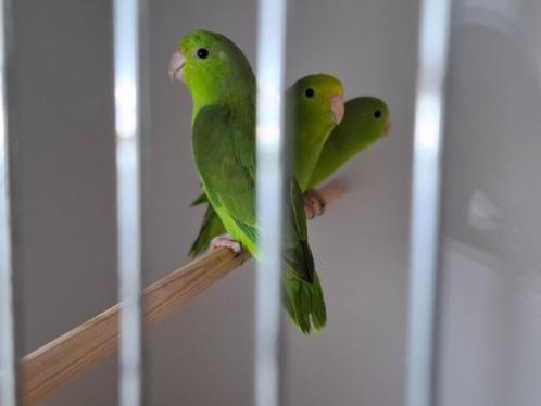 Forpus passerinus, Dieren en Toebehoren, Vogels | Parkieten en Papegaaien, Dwergpapegaai of Agapornis, Meerdere dieren, Geringd