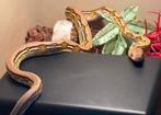 Super dwarf netpython/ reticulated python, Animaux & Accessoires, Reptiles & Amphibiens, Serpent, Domestique