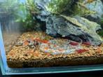 Kweekgroep rode neocaridina garnalen + aquarium, Dieren en Toebehoren, Kreeft, Krab of Garnaal, Zoetwatervis