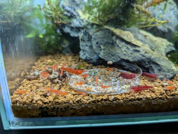 Kweekgroep rode neocaridina garnalen + aquarium, Dieren en Toebehoren, Vissen | Aquariumvissen, Zoetwatervis, Kreeft, Krab of Garnaal
