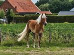 Knappe Haflinger merrie, Dieren en Toebehoren, Pony's, Merrie, Gechipt, 3 tot 6 jaar, Onbeleerd