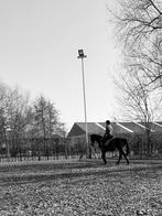 Allround merrie met potentieel, Dieren en Toebehoren, Paarden, Merrie, Minder dan 160 cm, Gechipt, L