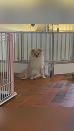 Lieve joy zoekt een gouden mandje, Dieren en Toebehoren, België, Particulier, Overige rassen, 1 tot 2 jaar