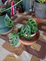 Monstera Adansonii (gekweekt in een terracotta pot), Huis en Inrichting, Overige soorten, In pot, Minder dan 100 cm, Groene kamerplant