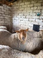 Schaap Ardense Voskop, Dieren en Toebehoren, Schapen, Geiten en Varkens, Vrouwelijk, Schaap, 6 jaar of ouder
