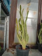 Cactus, Tuin en Terras, Planten | Tuinplanten, Ophalen