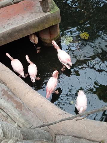 GEZOCHT volgend seizoen flamingo en nog andere beschikbaar voor biedingen