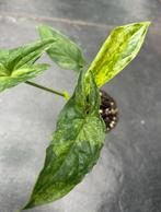Syngonium Mojito, Ophalen of Verzenden