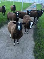 Vrouwelijke schapen 7 à 8 maand oud, Dieren en Toebehoren, Schapen, Geiten en Varkens, Vrouwelijk, Schaap, 0 tot 2 jaar