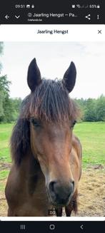 Te koop veulen hengst van 1 jaar en 4 maanden, Dieren en Toebehoren, Paarden, Gechipt, Minder dan 160 cm, 0 tot 2 jaar, Hengst