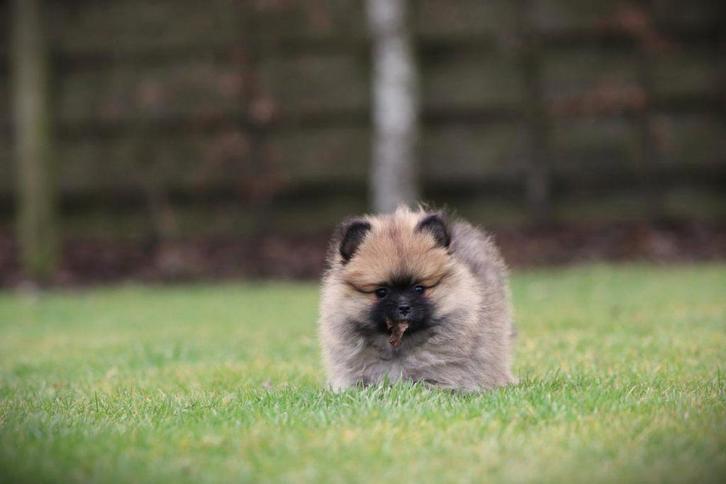 Exclusieve Dwergkeesjes (Pomeranian)  - 100 % Belgisch, Dieren en Toebehoren, Honden | Poolhonden, Keeshonden en Oertypen, Meerdere dieren