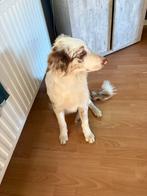 Border collie redmerle reu, Dieren en Toebehoren, Honden | Herdershonden en Veedrijvers, België, Fokker | Hobbymatig, 15 weken tot 1 jaar